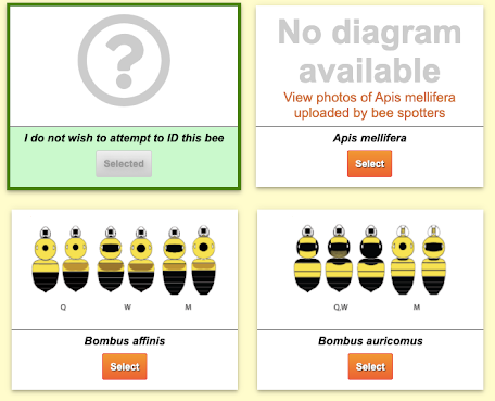 Bee ID example
