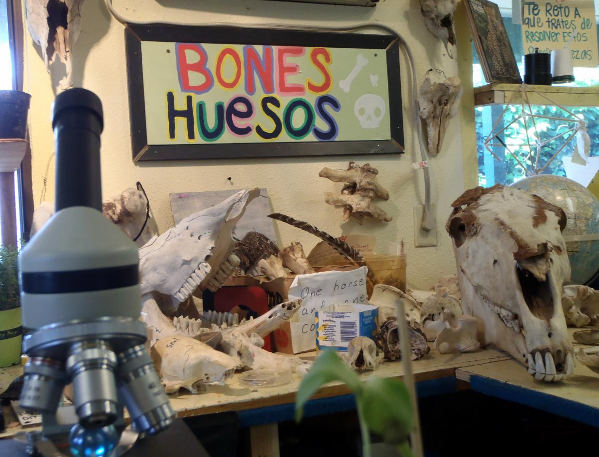Microscopes and horse skulls brought to the Watsonville CSW through the CSW Network Exhibit Development program, which purchases new equipment and facilitates the exchange of specimens and tools between sites.