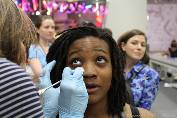 An example of a citizen science project at NCMNS engages the fascination of visitors about microorganisms living on their faces, in their armpits, and the impacts of soaps and deodorants. 